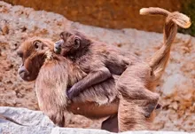 animals zurich zoo baby animals baboon 3367x2244 wallpaper Art HD Wallpaper